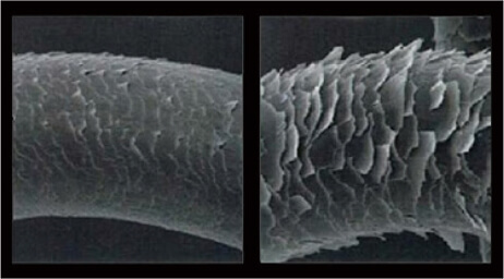 髪の毛の拡大写真